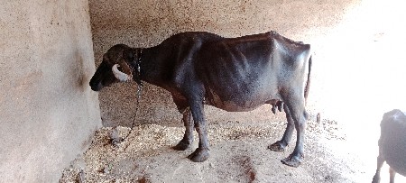 ભેંસ