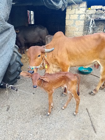 ગાય વેચવાની છે