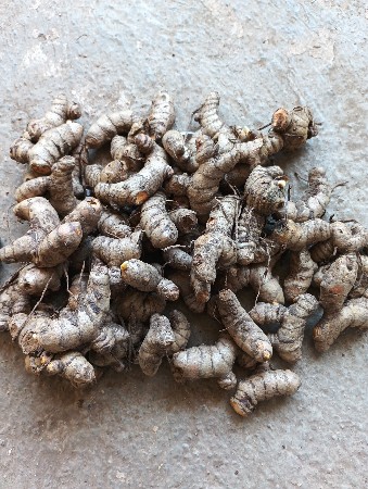 હળદર બિયારણ
