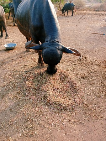 ભેંસ વેચવા ની