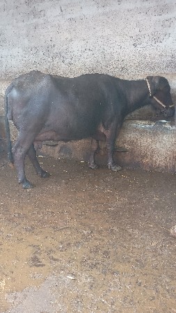 ભેસ વેસવાનીછે