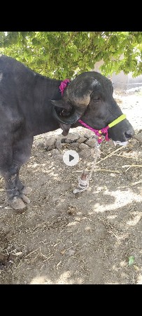 ભેંસ વેચવાની  છે