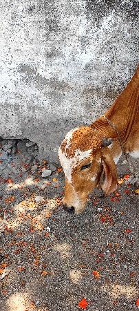 વેચવાની