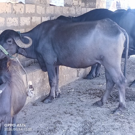 ખડેલી વેચવાની છે