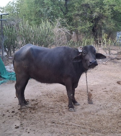 ખડેલી