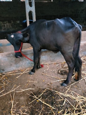 ખડેલી વેચવાની છે