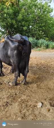 bhes vesavani che