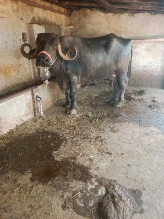 ભેશ વેચવાની છે