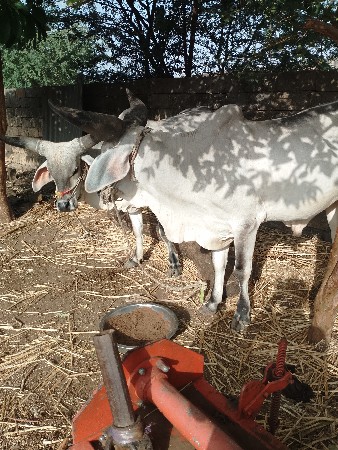 ગોડલા વેચવાના
