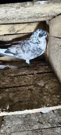 kabutar vecha na che