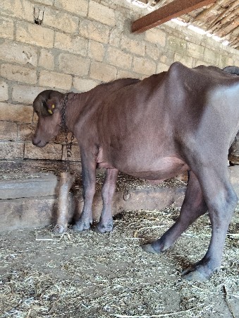 padi vesavani se
