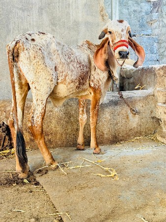 ઓરીજનલ કાબરી વાછડી વેચવાની છે