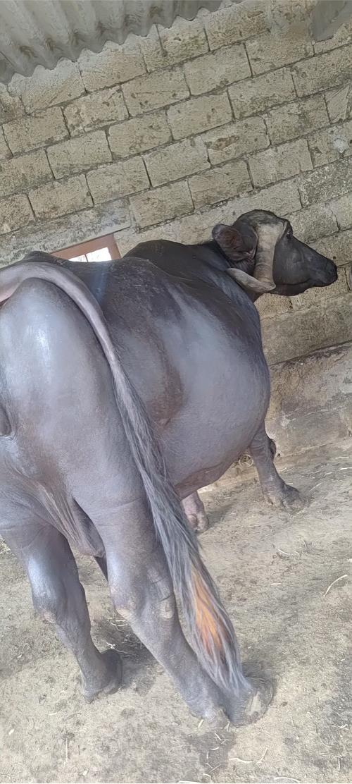 ભેંસ વેચવાની છે