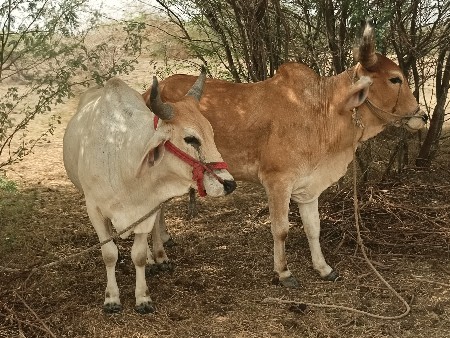 ગોઢલા વેચવાના છે