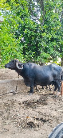 4 વેતર ની છે
