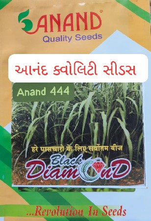 વાઠ વાળુ બારમાસી ધાસ નુ બીયારણ