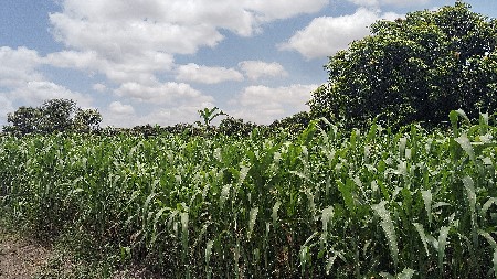 જુવાર વેચવાની છે લીલી 3 વીધા છે