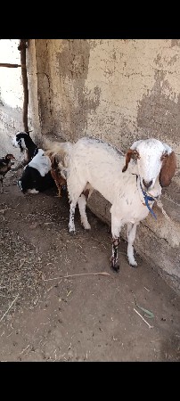 પોરબંદર જિલ્લો