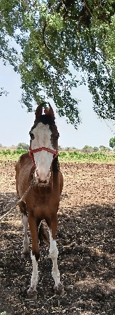 ઘોડી