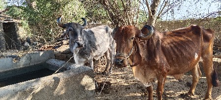 બળદ વેચવાના છે