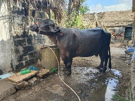 bhesh vechvanii