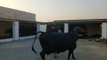 ગાય વેચવાની છે