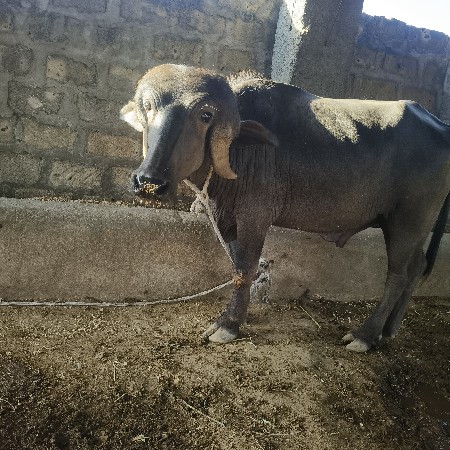 પાડો