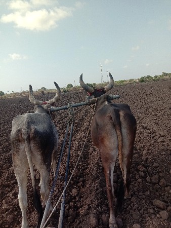 બળદ વેચવાના સે