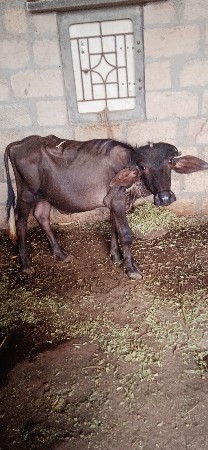 પાડો વેસવાનો