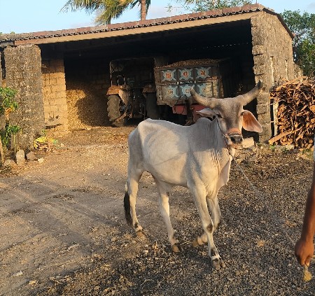 ગોઢલા વેચવાના છે