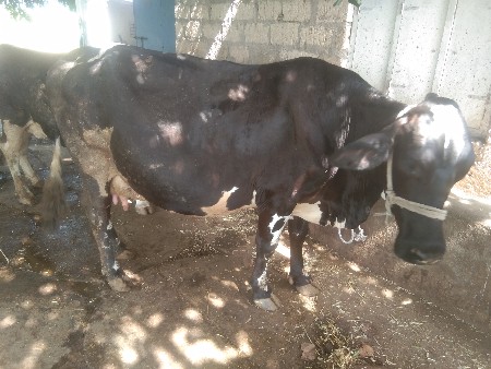 વેચવાની