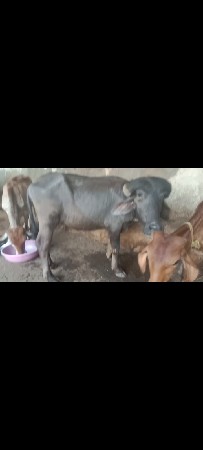 1.5 વરસ ની