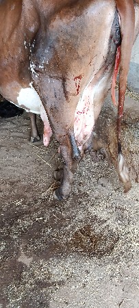 ગીર ક્રોસ ગાય વેચવાની છે