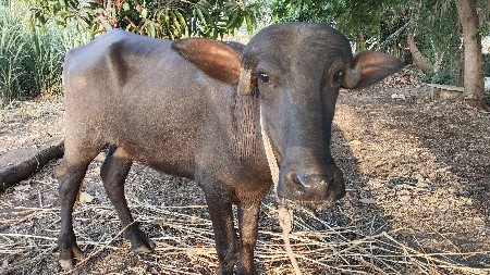 પાડી વેંચવાની છે