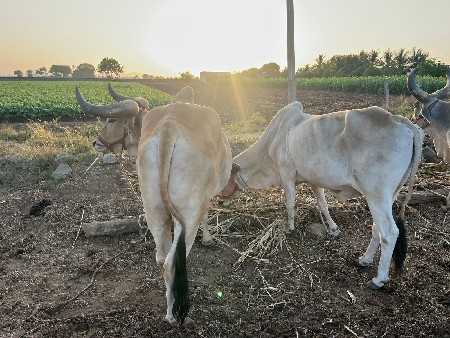 આ નંબર મા ફોન કરો 9978776594