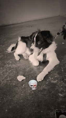 pomolyna mel dog
