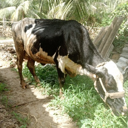 ગાય વેચવાની છે