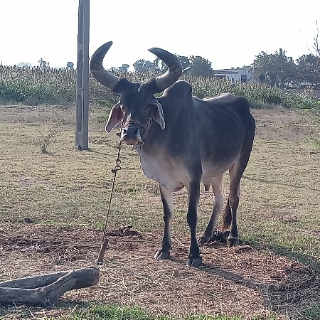 પીપરી