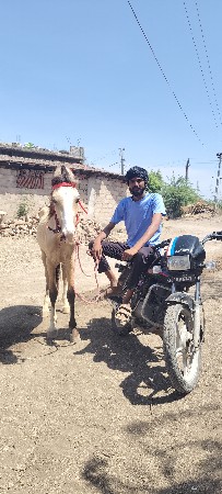 આ ઘોડો વેચવા નો છે બે પગે ચાલે છે