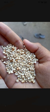 આ દેશી જુવારનું બિયારણ વેચવાનું છે