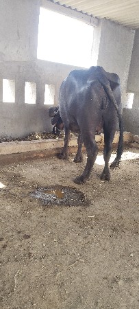 ખડેલી