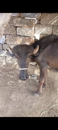 વેચવાની છે
