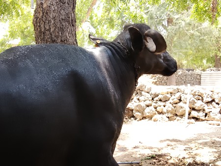 ભેંસ