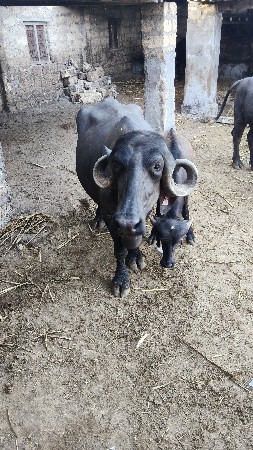 ભેંસ વેચવાની છે