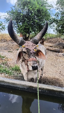 સાવ સોજો બળદ વેચવાનો છે