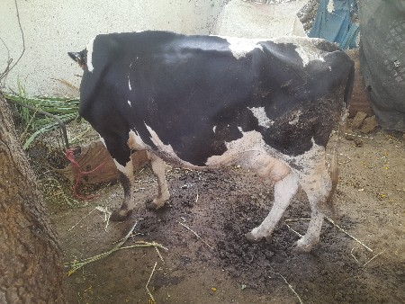 પેલું વેતર ગાય વેચવાની છે