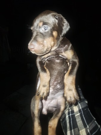 DOBARMAN fimel puppy vechavu che