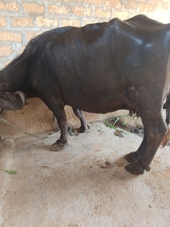 નાજાભાય