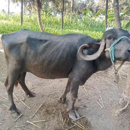 bhes vesvani