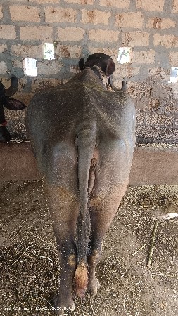 ભેંસ વેચવાની છે